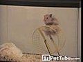 The Great Hamster Escape