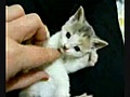 chat tro mimi