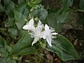 玉川の里　卯の花