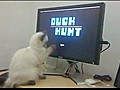 Cat Plays Duck Hunt