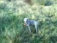 WEIMARANER CAZANDO