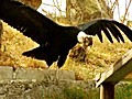 Ecuador Tries To Save Condors