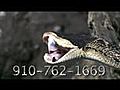 Cape Fear Serpentarium Downtown Wilmington NC
