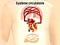 systeme circulatoire