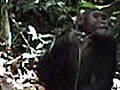 LIFE in the News: Chimpanzees