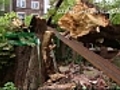 Tree Anne Frank wrote about topples over in wind