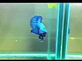 For Sale: Stunning! - Monster Green Over-Halfmoon Plakat Betta Pair (AU ONLY)