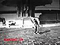 八卦龙形掌--林朝珍