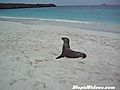 Sea Lion Gives Up