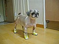 Dog Not Happy With Ugly Shoes