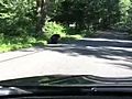 Uncut: Bear Goes For Stroll