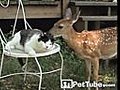 Deer Gives Kitty Licks of Love