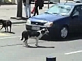 Crazy dog removing number plate