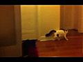 Backflip Cat does backflips