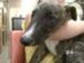 Greyhound Racing Is Officially Over In Colorado