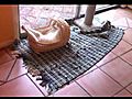 Cat in baby bassinet crib