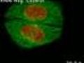 Normal Cell Division Captured on Video