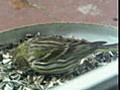encore un pettit oiseaux