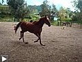 histoire de cheval