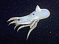 Octopus Ballet