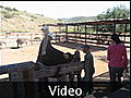 Lil Rides an Ostrich - Oudtshoorn, South Africa