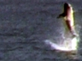 Caught On Tape - Shark Spins Out Of Water