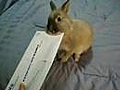 MIT Bunny Letter Opener