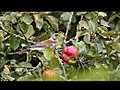 Fieldfare feeding on apple