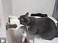Un chat et le papier de cabinets