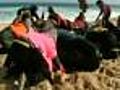 Volunteers Trying To Save 24 Stranded Whales
