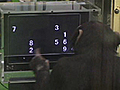 Chimp Outsmarts Humans