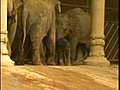 Hagenbeck - Kleiner Elefant