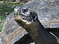 Philadelphia Zoo Tortoises