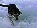 Dog spins down snowy mountain