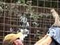 How To Remove a Bird From a Tiger Enclosure