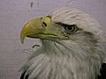 Alaska eagle survives plunge after mating dance