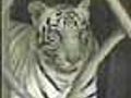 Tigers&#039; safety: Rajasthan HC raps govt