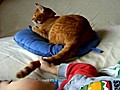 Toddler and Cat Play Tail Game