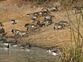 Canada Geese