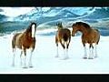 Horse Snowfight