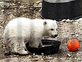 Raw Video: Rescued Alaska polar bear cub