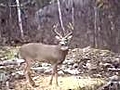 Grey Ghost Outfitters - Trophy Bucks