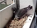 Naissance de bébé pigeon