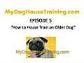 Dog House Training - How to House Train an Older Dog