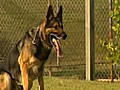 Police dog bites boy