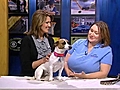 Petsaver: Weasel is looking for a home