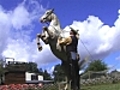 Les chevaux font leur rodéo