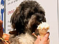 Now an ice cream made exclusively for dogs
