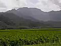 Royalty Free Stock Video SD Footage Slow Pan Right of Large Mountains and Sawgrass Fields in Kauai,  Hawaii