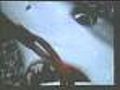 Girl Catches Monster Shark